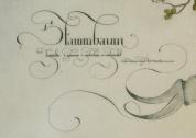 Stammbaum Donati, Detail Text